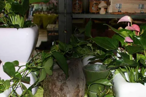 Grünpflanzen und Zimmerpflanzen in Übertöpfen im Laden von Blumen Dürr